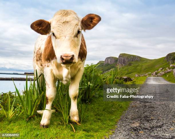 curious cow - tierkörper stockfoto's en -beelden