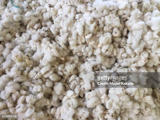 uncleaned cotton harvest from farm - planta do algodão imagens e fotografias de stock