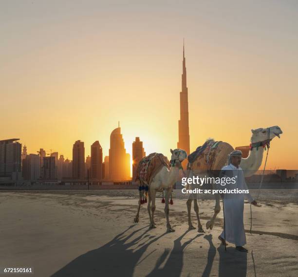 middle eastern man walking camels near city - paesi del golfo foto e immagini stock