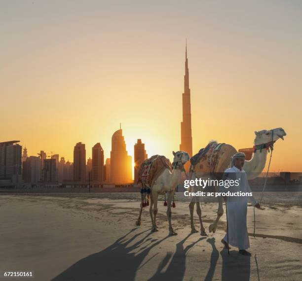 middle eastern man walking camels near city - persian gulf stock pictures, royalty-free photos & images