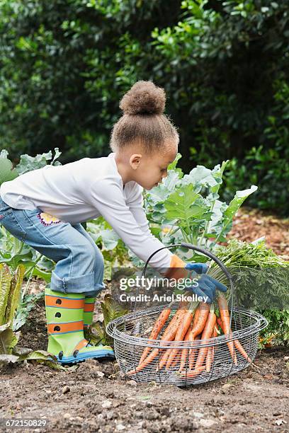 mixed race girl picking bunch of carrots from garden - side view vegetable garden stock pictures, royalty-free photos & images