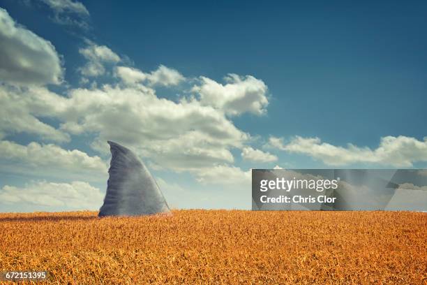 shark fin swimming in agriculture crop field - chris dangerous stock pictures, royalty-free photos & images