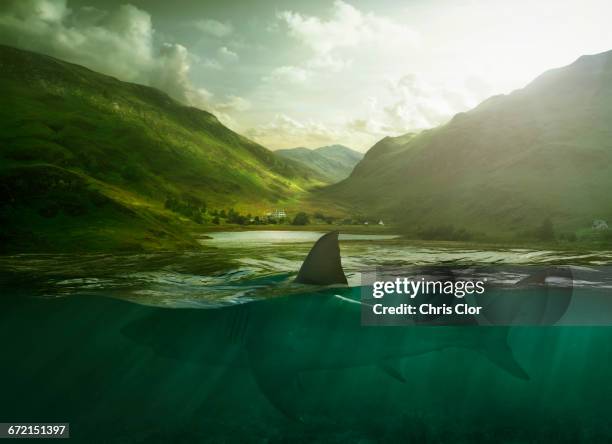shark swimming in lake near mountains - elasmobranch stockfoto's en -beelden