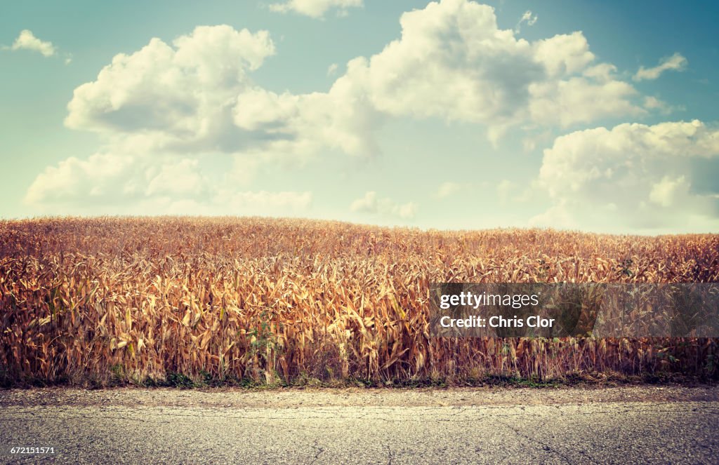 Road near brown agriculture crop field