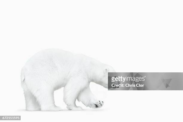 polar bear walking on white background - endangered species white background stock pictures, royalty-free photos & images