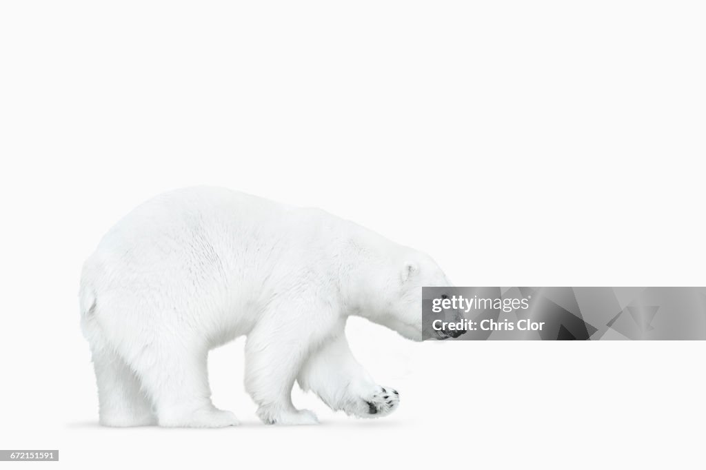 Polar bear walking on white background