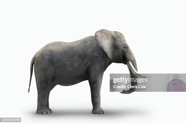 elephant standing on white background - endangered species white background stock pictures, royalty-free photos & images