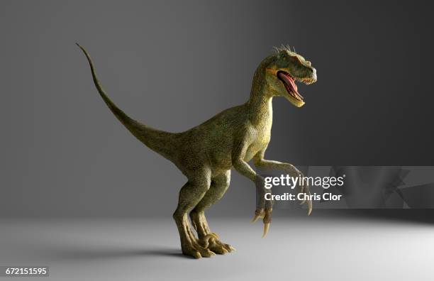 velociraptor dinosaur standing on gray background - griffes ou pinces photos et images de collection
