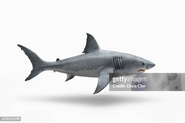 shark floating on white background - hai stock-fotos und bilder