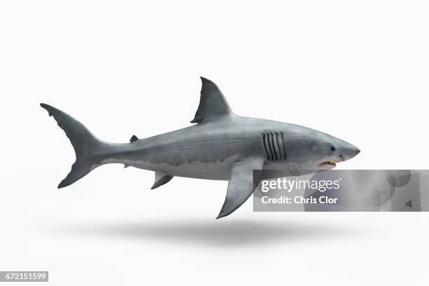 shark floating on white background - sharks stock pictures, royalty-free photos & images