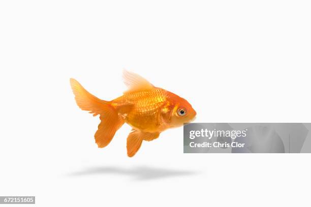 goldfish floating on white background - pet goldfish stock pictures, royalty-free photos & images