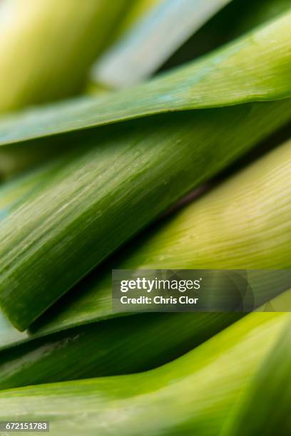 stalks of green vegetable - lauch stock-fotos und bilder
