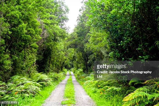 path in lush green forest - greymouth stock-fotos und bilder