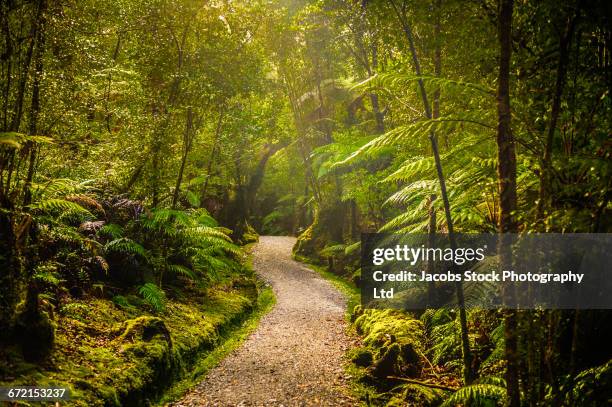winding path in lush green forest - forest new zealand stock pictures, royalty-free photos & images