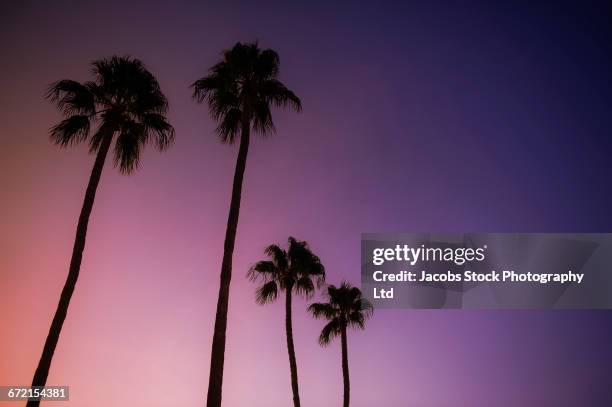 silhouette of palm trees against purple night sky - low angle view of silhouette palm trees against sky stock pictures, royalty-free photos & images