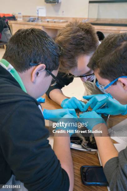 Dissection Science Class 150 Dissecting Class Stock Photos, High-Res Pictures, and Images ...
