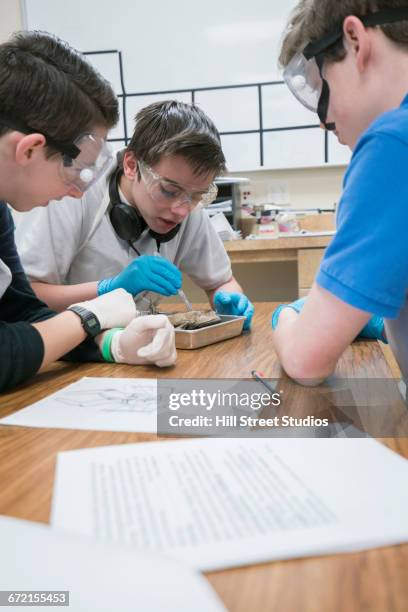caucasian boys dissecting frog in science classroom - boy frog stock pictures, royalty-free photos & images