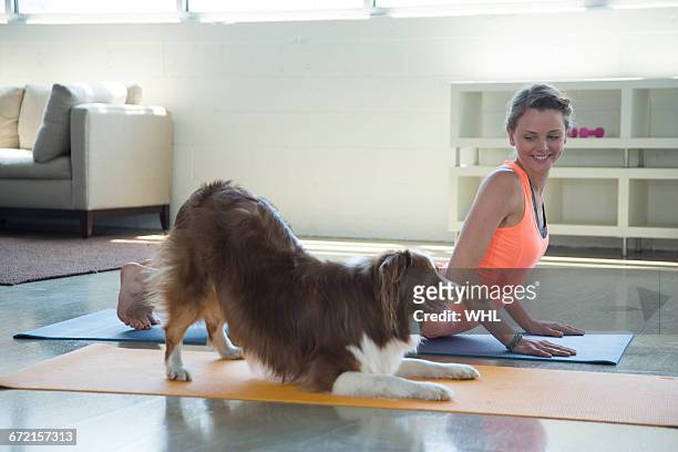 caucasian woman and dog doing yoga stretching backs - dog stretching stock pictures, royalty-free photos & images