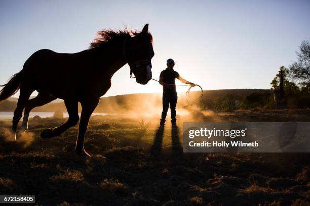 man training horse on rein - reins stock pictures, royalty-free photos & images