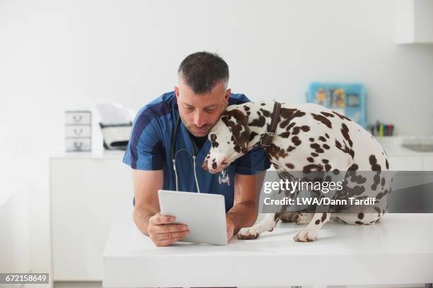 caucasian veterinarian cuddling dog and using digital tablet - veterinaria imagens e fotografias de stock