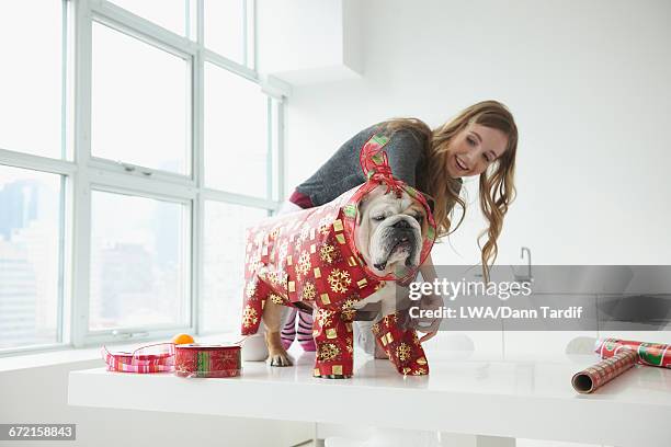 caucasian woman wrapping festive wrapping paper around dog - wrapping paper stock-fotos und bilder