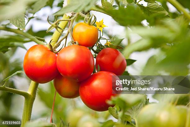 tomatoes on vine - tomato plant stock pictures, royalty-free photos & images