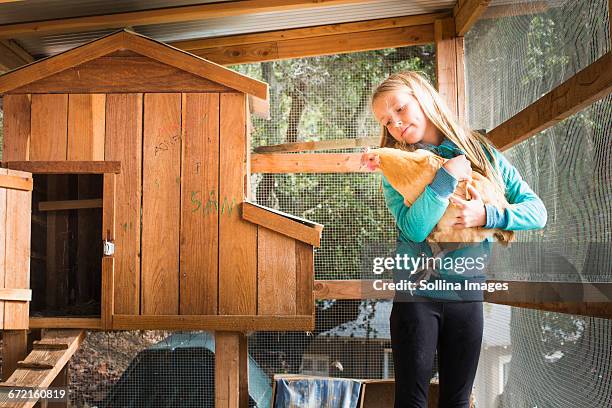 caucasian girl holding chicken in chicken coop - the coop stock pictures, royalty-free photos & images