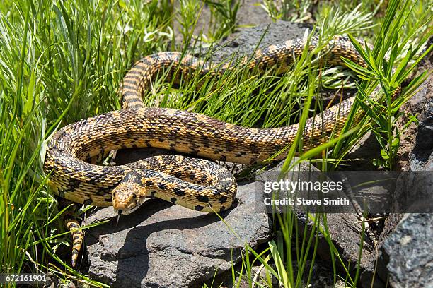 snake coiled on rocks in grass - bull snake stock pictures, royalty-free photos & images