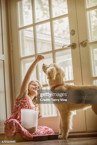 caucasian girl sitting on kitchen floor feeding dog - dog eating a girl out stock pictures, royalty-free photos & images