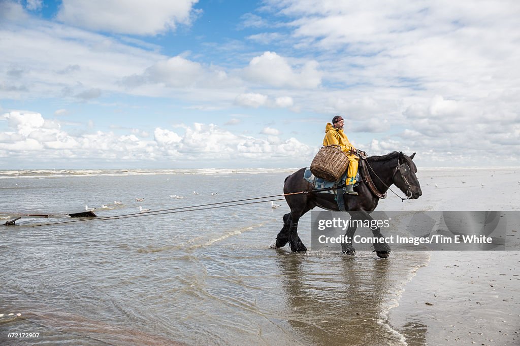 Fish Being Ridden Shrimp Fisherman Riding Horse On Beach Oostduinkerke Belgium High-Res ...