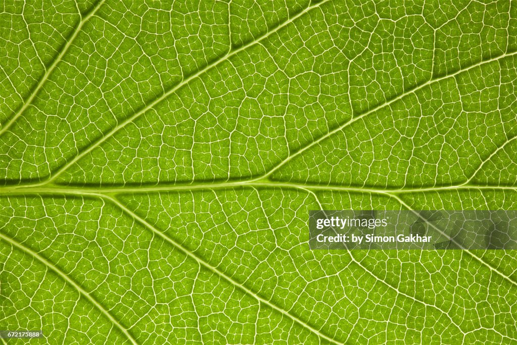 Back Lit Leaf at High Resolution Showing Extreme Detail