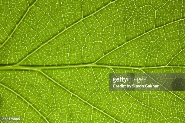 back lit leaf at high resolution showing extreme detail - leaf stock pictures, royalty-free photos & images