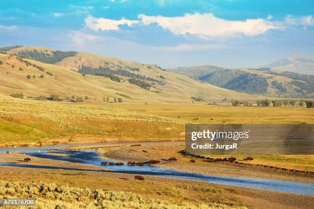 bison, atravessando o rio no vale de lamar no parque nacional de yellowstone - parque nacional de yellowstone - fotografias e filmes do acervo