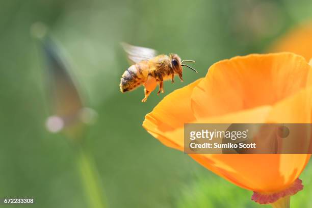 honeybee flying to california golden poppy - symbiotic relationship fotografías e imágenes de stock