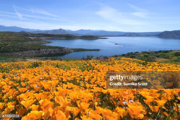 california golden poppies blooming in diamond valley lake near hemet, ca - südkalifornien stock-fotos und bilder