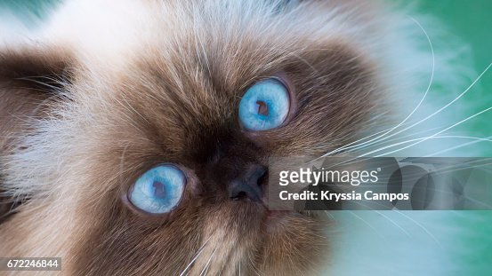 123 Long Haired Siamese Cats Photos and Premium High Res Pictures - Getty  Images