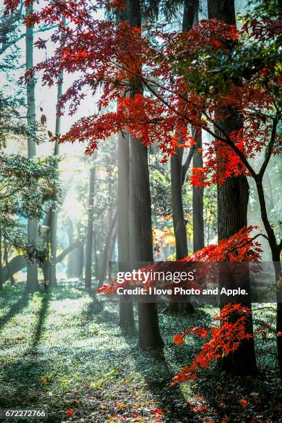 autumn leaves of morning sun - 逆光 stockfoto's en -beelden