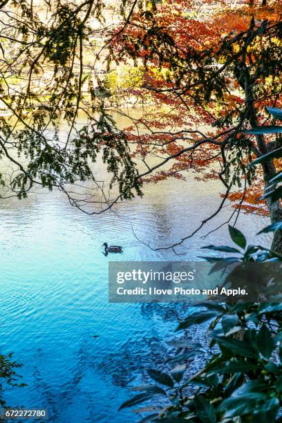 autumn leaves and waterfowl - 鳥 stockfoto's en -beelden