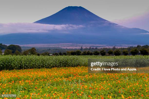 fuji and flowers - かすみ 個照片及圖片檔