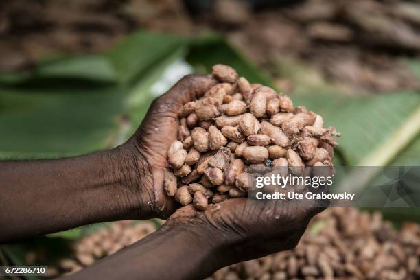 Adzopé, Cote d'Ivoire Ferocious cocoa beans on a plantation of the project PRO-PLANTEURS, an initiative for sustainable cocoa production. After the...