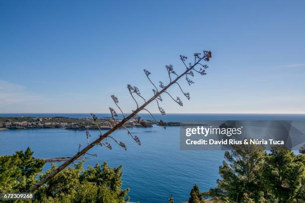 view of cadaqués - florecer stock-fotos und bilder