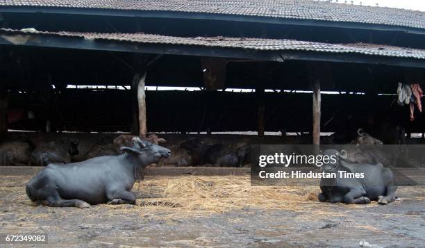 Cowshed - Buffalo Tabela at Jogeshwari, S.V. Road.