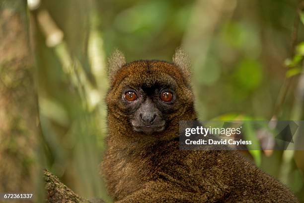 greater bamboo lemur - ranomafana stock pictures, royalty-free photos & images