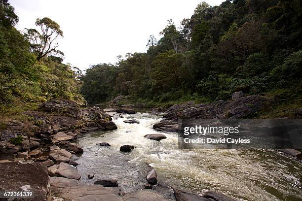 namorana river rapids - ranomafana stock pictures, royalty-free photos & images