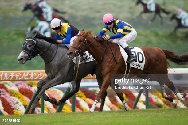 Jockey Ryan Moore riding Popocatepetl wins the Race 5 at Kyoto Racecourse on November 20, 2016 in Kyoto, Japan. Kyoto Racecourse is the premier...