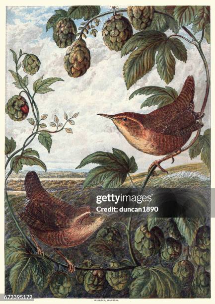natural history - birds - wrens - wren stock illustrations
