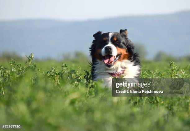 comming through - berner sennenhond stockfoto's en -beelden
