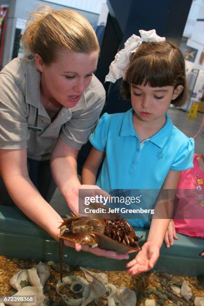 Girl looking at a horseshoe crab in The Estuarium.