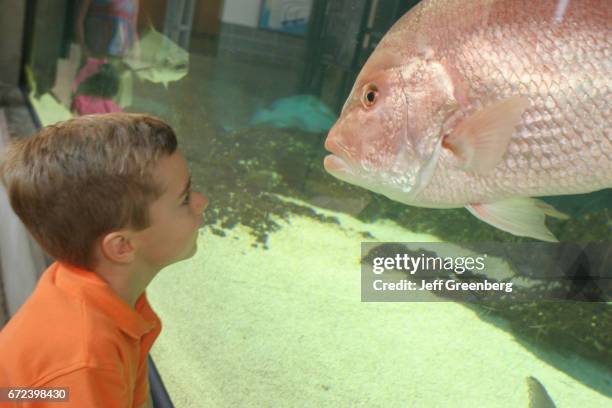 Boy looking at a fish in The Estuarium.