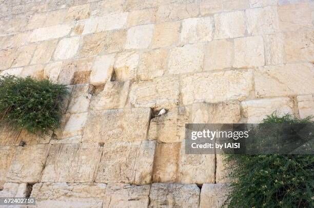 jerusalem the western wall, low angle view, full-frame, high key - wailing wall stock pictures, royalty-free photos & images